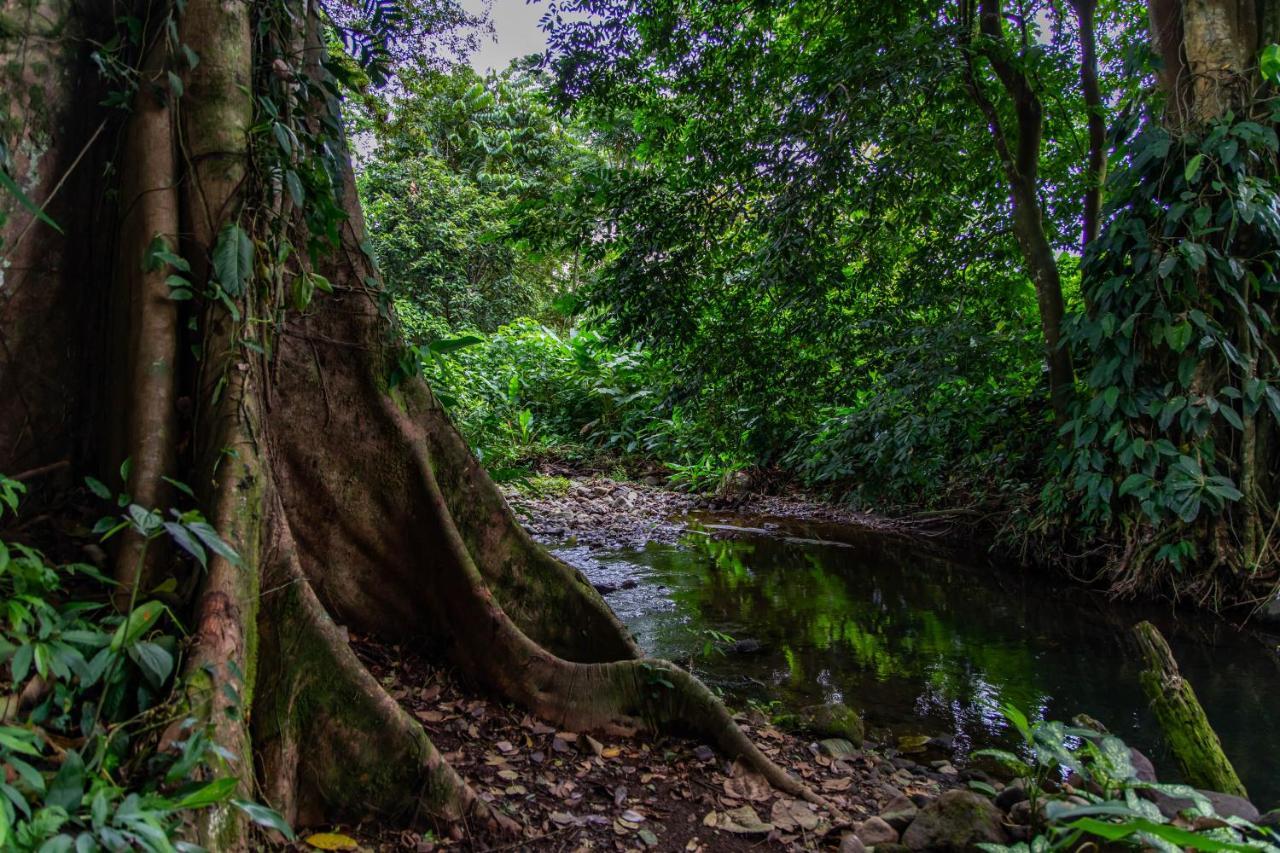 Noah'S Forest Hotel By Tifakara La Fortuna Exteriér fotografie